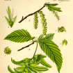 Habr obecný (Carpinus betulus), někdy také Habrzettl, je statný jednodomý listnatý strom dorůstající výšky asi 25 m.
