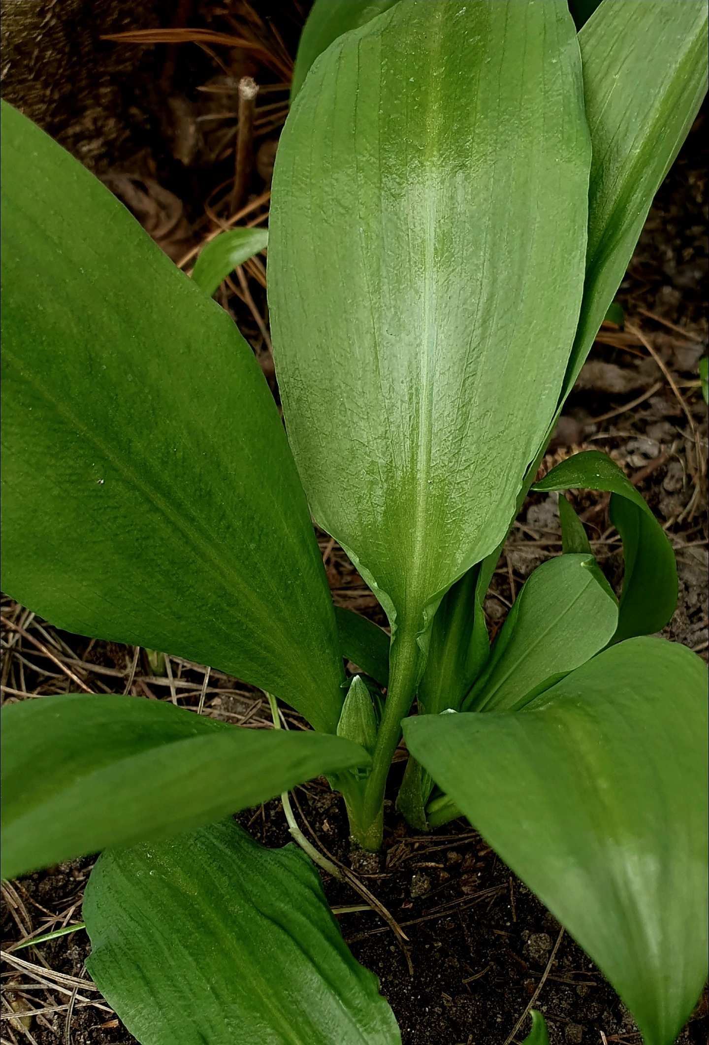 Detail listu medvědího česneku.