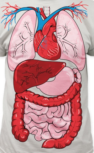 Vnitřní orgány lidského těla