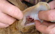 Léčba ušního svrabu u králíků