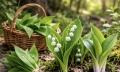 Medvědí česnek záměna: 5 znaků, jak poznat konvalinku a ocún