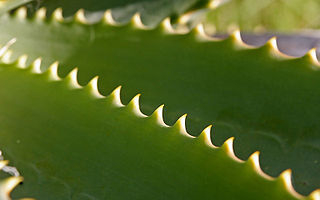 Domácí výroba pleťového krému z Aloe vera