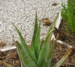 Jaké jsou výhody pití šťávy z Aloe vera?