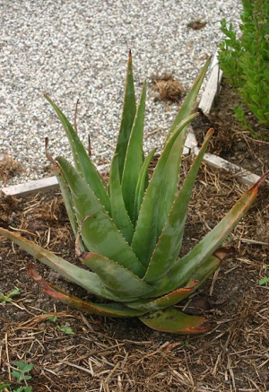 Jaké jsou výhody pití šťávy z Aloe vera?