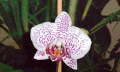 Jak na pěstování orchidejí
