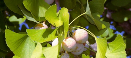 Zpracování ořechů stromu Ginkgo biloba