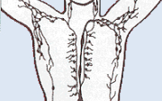 Lymfatický systém