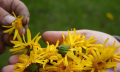 Arnika (Arnica montana) – výjimečná léčivá bylina na tupá poranění, klouby, otoky nebo revmatizmus