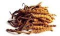 Tibetská houba cordyceps