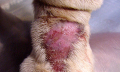 Dermatitida u psa