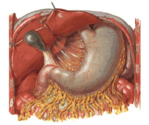 Anatomie břišní dutiny