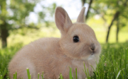 Zakrslý králík - nemoci