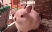 Zakrslý králík - chov