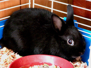 Zakrslý králík - strava