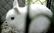 Ukázkové druhy zakrslých plemen králíků