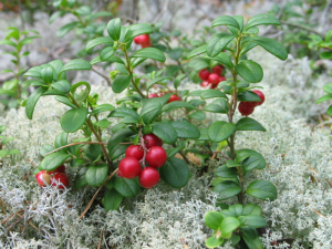 Brusnice brusinka (Vaccinium vitis-idaea L.) 